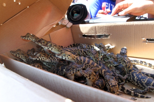 Expertos habían aconsejado una cuarentena antes de regresar a los animales a su hábitat para evitar posibles contagios a la población nativa pero las autoridades indicaron que se realizaron los controles sanitarios.