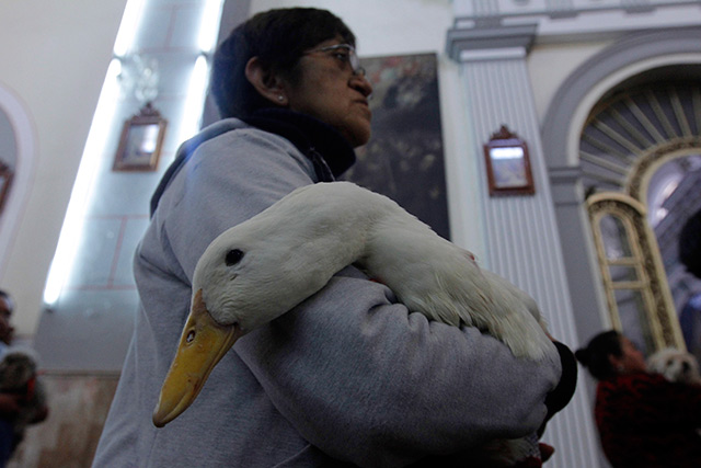 El 17 de enero se celebra el Día de San Antonio, santo patrono de las mascotas, por lo que decenas de feligreses acuden acompañados de sus mascotas.