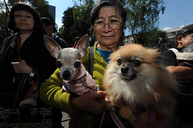 Asimismo, varias mascotas fueron bendecidas en la Iglesia de San Fernando en el marco de la celebración del día de San Antonio.