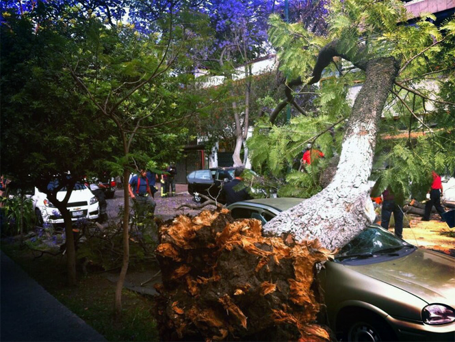 Un árbol cayó sobre dos autos en la calle Roberto Gayol de la colonia Del Valle. Foto Arturo García