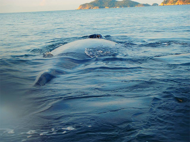 Las ballenas, que normalmente viven en la zona norte del pacifico, emigran a partir del mes de diciembre a las aguas más cálidas.