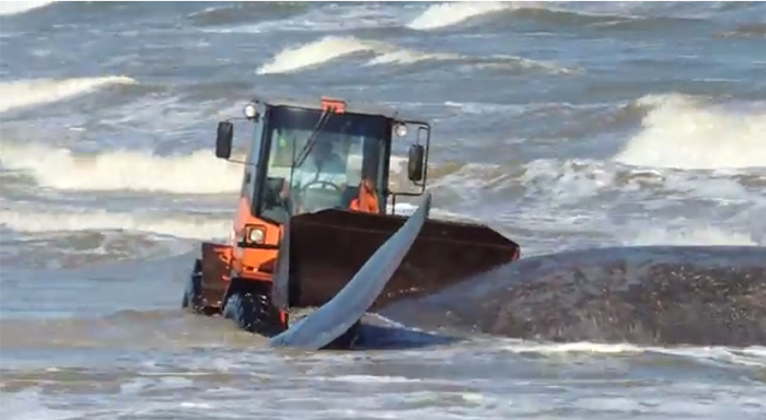 Un cachalote que encalló el sábado en la playa Carrasco, en la capital de Uruguay, fue retirado del mar con la ayuda de tres palas mecánicas (Foto: Especial) Un cachalote que encalló el sábado en la playa Carrasco, en la capital de Uruguay, fue retirado del mar con la ayuda de tres palas mecánicas (Foto: Especial)