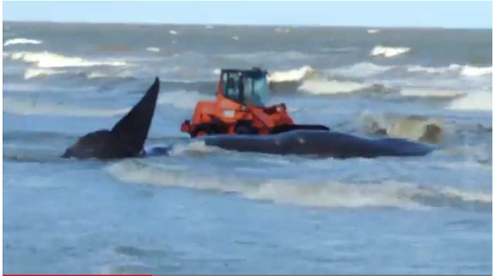 Un cachalote que encalló el sábado en la playa Carrasco, en la capital de Uruguay, fue retirado del mar con la ayuda de tres palas mecánicas (Foto: Especial) Un cachalote que encalló el sábado en la playa Carrasco, en la capital de Uruguay, fue retirado del mar con la ayuda de tres palas mecánicas (Foto: Especial)