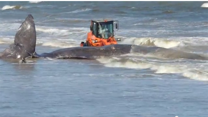 Un cachalote que encalló el sábado en la playa Carrasco, en la capital de Uruguay, fue retirado del mar con la ayuda de tres palas mecánicas (Foto: Especial) Un cachalote que encalló el sábado en la playa Carrasco, en la capital de Uruguay, fue retirado del mar con la ayuda de tres palas mecánicas (Foto: Especial)