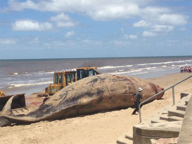 El cadáver de la ballena se encuentra sobre la playa, en una zona que fue cercada, pero a donde la gente puede aproximarse hasta unos 3 tres metros de distancia del animal (Foto: @elpaisuy) El cadáver de la ballena se encuentra sobre la playa, en una zona que fue cercada, pero a donde la gente puede aproximarse hasta unos 3 tres metros de distancia del animal (Foto: @elpaisuy)