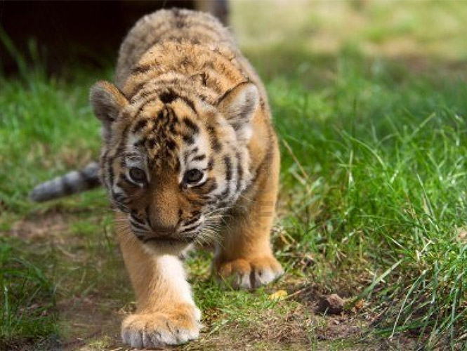 El principal responsable de la muerte del cachorro, es el titular de la Dirección Municipal de Ecología. El tigre murió a consecuencia de un paro cardiaco, por estrés.