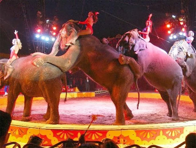 El decreto expedido por el Ejecutivo estatal señala que queda prohibido en todo el estado el uso de animales silvestres nativos o exóticos, en espectáculos de circos.