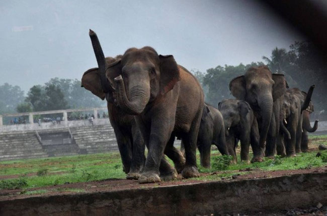 No estaban invitados. Una manada de once elefantes causó pánico en una ciudad india al irrumpir de sorpresa en el centro urbano e invadir un estadio deportivo.