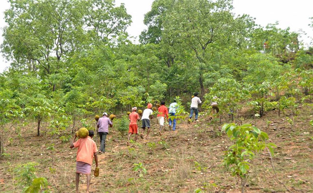 Varios ciudadanos se ofrecieron como voluntarios para llevarles frutas a los paquidermos.