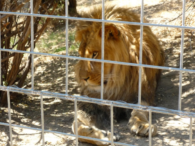 León mata a practicante de zoológico en California