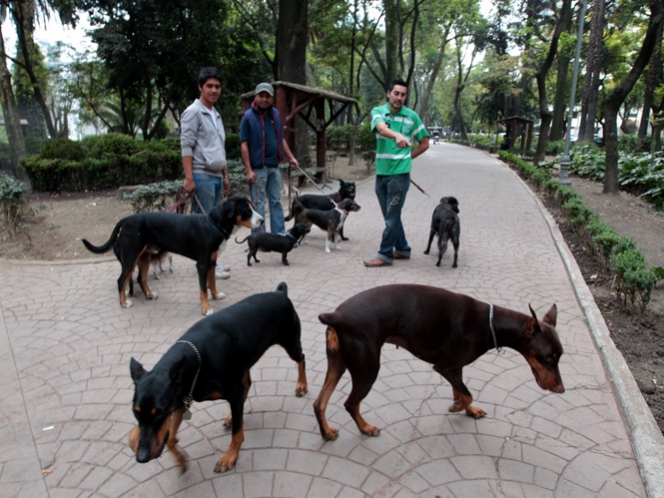 Detienen a cinco por no recoger heces en delegación Cuauhtémoc
