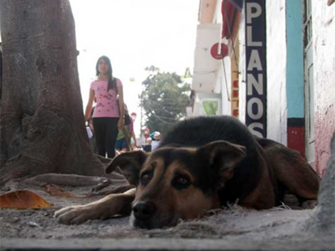 Acusan a policías de Chihuahua de matar a perros durante operativo