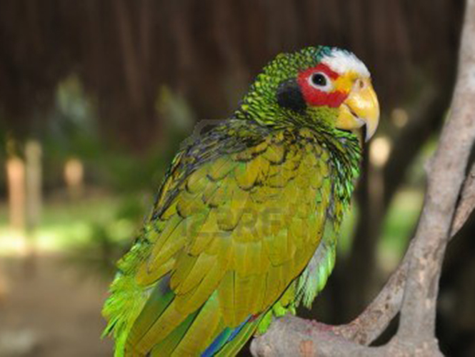 COMPRO LOROS compro loros: