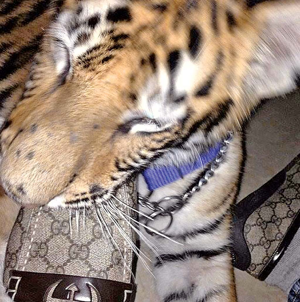 Una de sus mascotas juega con un cinturón Gucci, pero también son “adictos” a los Ferragamo.