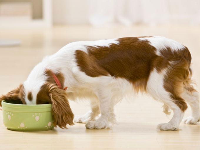La comida para gatos, perros y pequeñas especies tendrá IVA 16% el próximo año. La comida para gatos, perros y pequeñas especies tendrá IVA 16% el próximo año.
