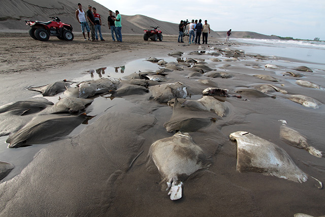 Al principio se pensó que los peces habían muerto por efecto del vertido de algún producto contaminante de alguna empresa. Al principio se pensó que los peces habían muerto por efecto del vertido de algún producto contaminante de alguna empresa.