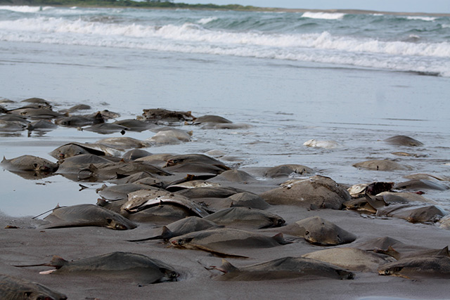 Hallan más de un centenar de mantarrayas muertas en playa de Veracruz.