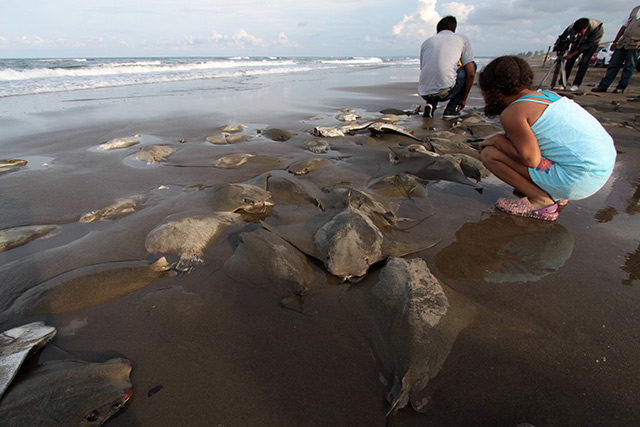 El hecho se registró a tan solo tres de haberse encontrado un cachalote muerto en playa norte del Puerto de Veracruz. El hecho se registró a tan solo tres de haberse encontrado un cachalote muerto en playa norte del Puerto de Veracruz.