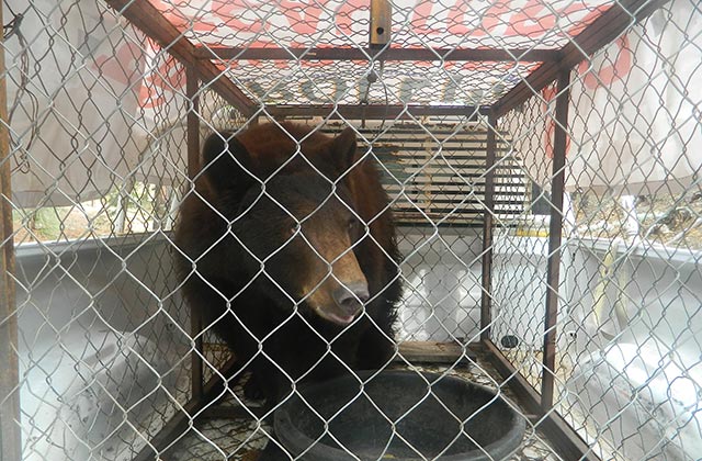 Una hembra de Oso Negro regresó a su hábitat con la ayuda de la Comisión Nacional de Áreas Naturales Protegidas en Chihuahua.