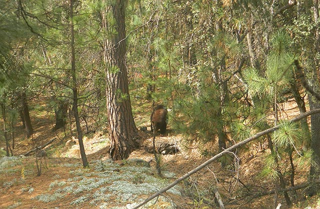 La liberación en el Área de Protección de Flora y Fauna Campo Verde, en Chihuahua.