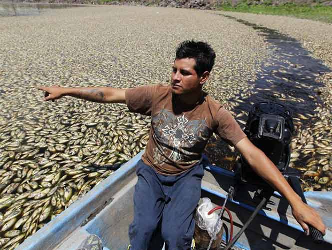 Se desconoce el origen del ecocidio