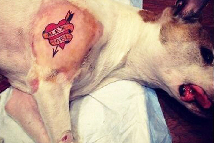 El canino llamado Sion, aparece un corazón con una flecha con los nombres de Alex y Mel, pareja del artista. Foto: Especial