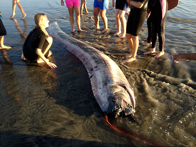 En esta ocasión, el raro animal marino apareció el viernes pasado en Oceanside. / Foto: AP