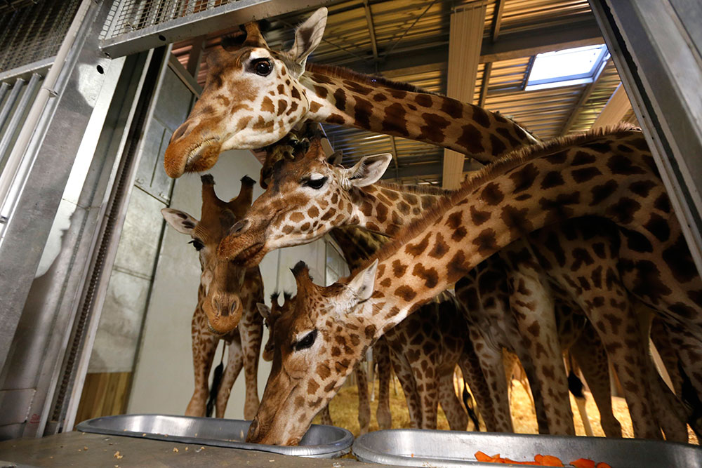 Varias jirafas son alimentadas en sus jaulas del Zoológico de París. Varias jirafas son alimentadas en sus jaulas del Zoológico de París.