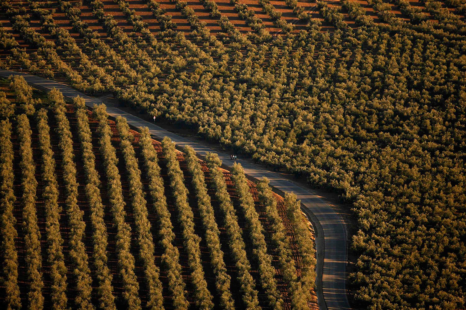 Laberinto natural. Varias personas caminan sobre un paso de árboles de olivo en Lucena, España.