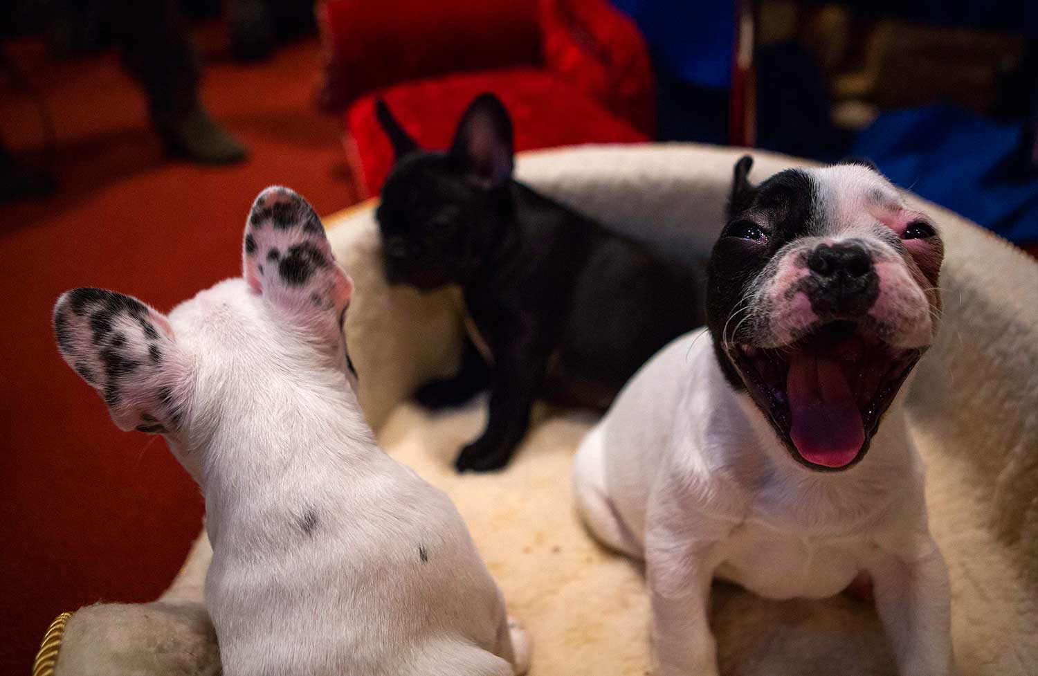 Cachorros de bulldog francés son mostrados en la reunión anual de la de Kennel Club- organización cinológica encargada de la selección y estandarización de las razas caninas-, en Nueva York.