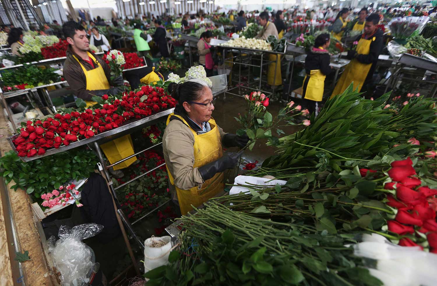Floricultores colombianos acomodan flores para los arreglos de Día de San Valentín.