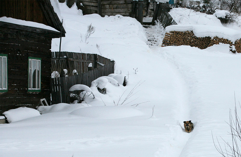 Fiel guardián. Un perro yace en un camino de nieve junto a la casa de un guardabosque en la localidad de Taiga, a las afueras de la ciudad siberiana de Krasnoyarsk.