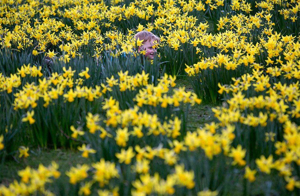 ¿Quién anda ahí? Un niño juega a las ‘escondidillas’ en un prado de narcisos en el Parque St James, en Londres, Inglaterra.