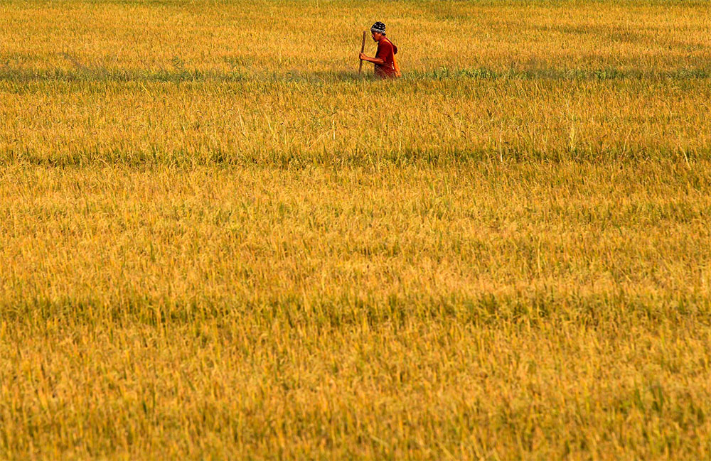 Hombre de campo. Un granjero tailandés trabaja en su sembradío de arroz en la localidad de Nonthaburi, a las afueras de Bangkok.