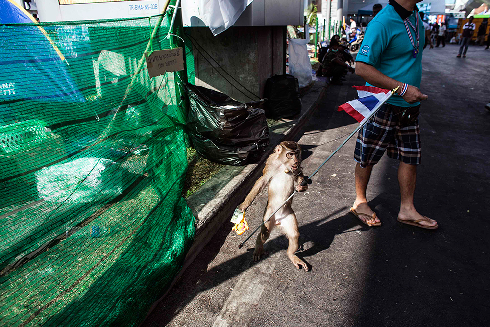 Un mono que sostiene una bandera de Tailandia es ofrecido a los paseantes para tomarse fotos con él a cambio de dinero, en la ciudad de Bangkok, la capital tailandesa.