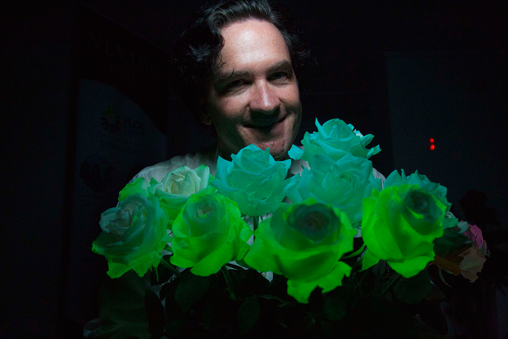 La noche en rosa. Un hombre muestra un ramo de rosas fluorescentes que son cultivadas en la plantación de Nevados, en la localidad de Latacunaga, Ecuador.