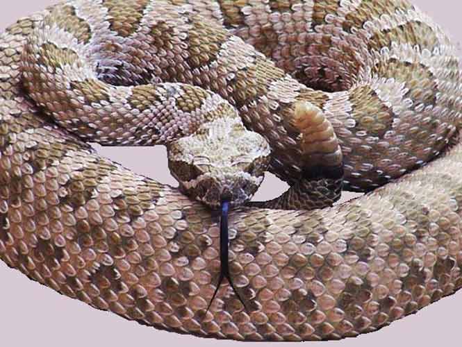 La serpiente de cascabel es la más venenosa de Norteamérica y vive en bosques arenosos y en las costas La serpiente de cascabel es la más venenosa de Norteamérica y vive en bosques arenosos y en las costas