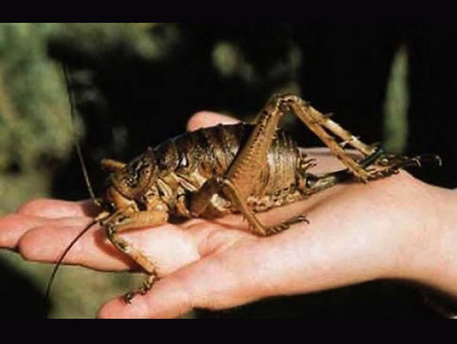 Se cree que es el insecto más grande que se haya encontrado, su peso supera al de tres ratones promedio, e incluso, de algunas aves. Foto: Especial Se cree que es el insecto más grande que se haya encontrado, su peso supera al de tres ratones promedio, e incluso, de algunas aves. Foto: Especial
